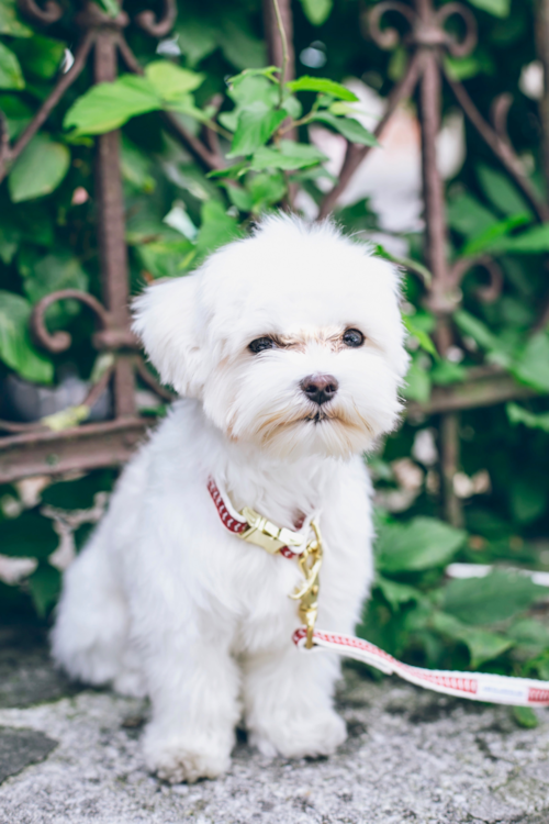 toy maltese puppy wearing a leash